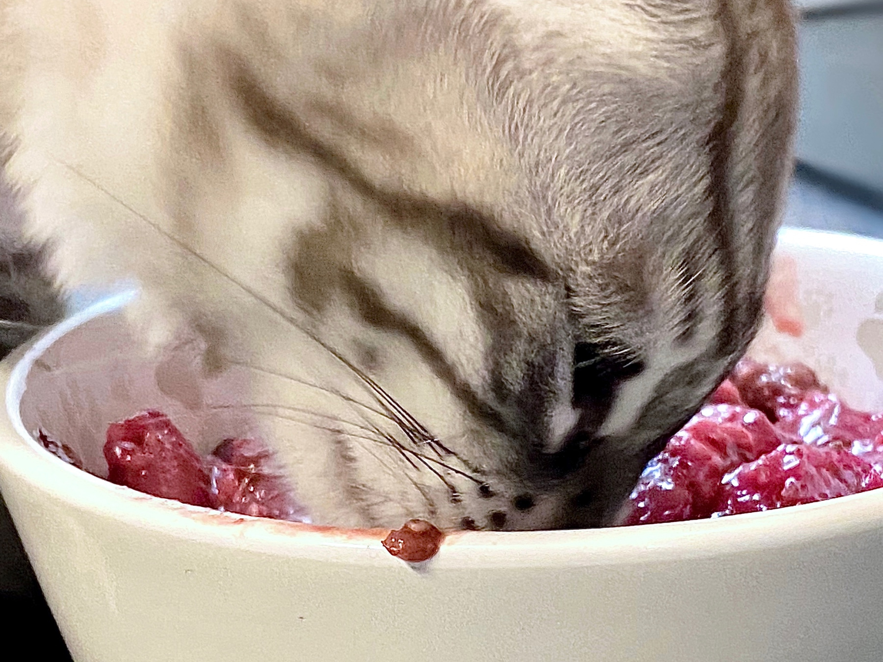 Katze beim Fressen